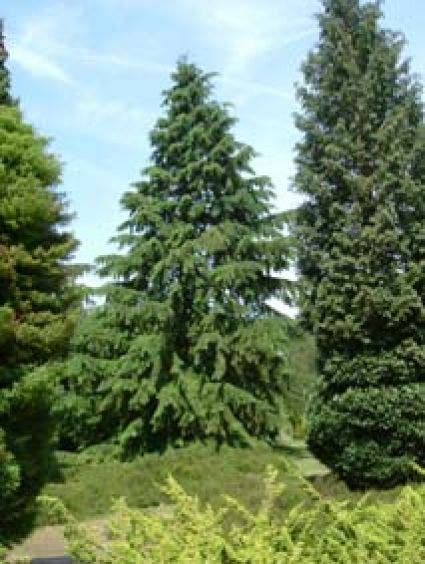 Tsuga heterophylla
