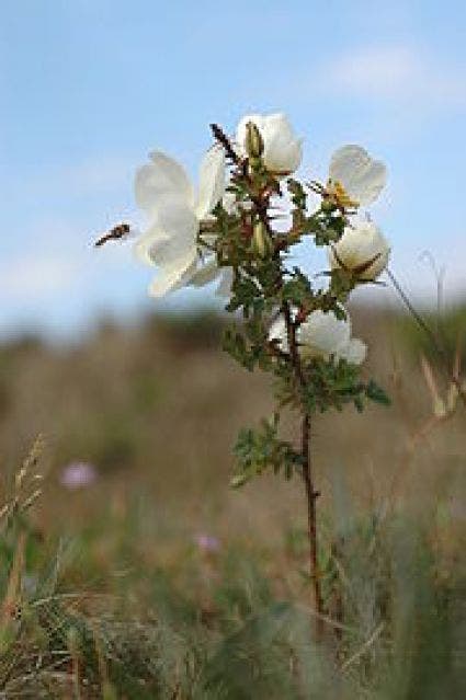 Rosa pimpinellifolia