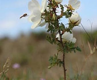 Duinroos (Rosa pimpinellifolia)