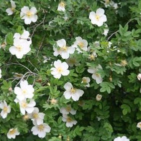 Duinroos (Rosa pimpinellifolia)