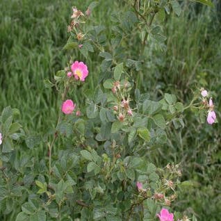 Wilde Roos (Rosa rubiginosa)
