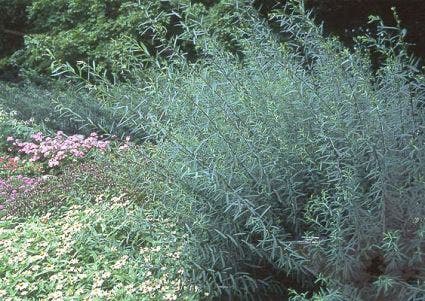 Salix
