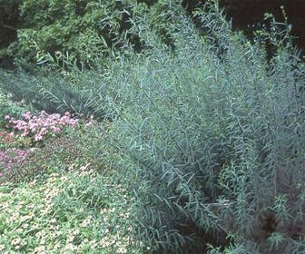Bittere wilg (Salix purpurea 'Nana')