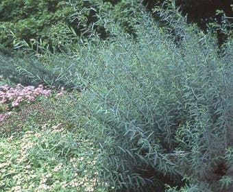 Bittere wilg (Salix purpurea 'Nana')