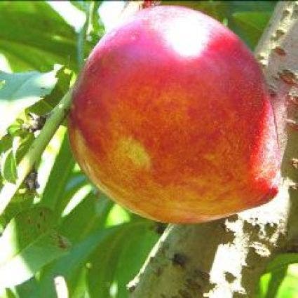 Perzikboom (Prunus persica 'Brugnon')