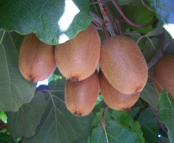 Kiwiplant (Actinidia chinensis)