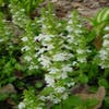 Zenegroen (Ajuga reptans 'Alba')