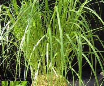 Slijkgras (Spartina pectinata 'Aureomarginata')