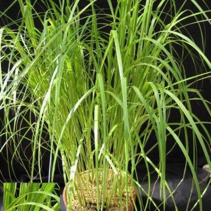 Slijkgras (Spartina pectinata 'Aureomarginata')