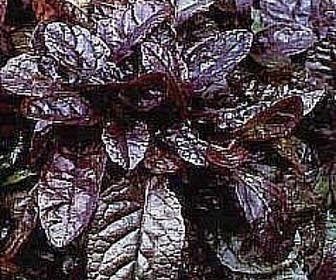 Zenegroen (Ajuga reptans 'Mahagony')