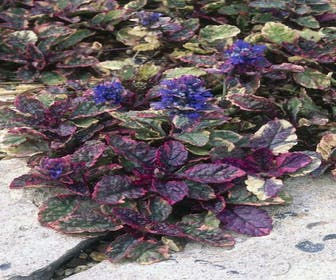 Zenegroen (Ajuga reptans 'Multicolor' ('Rainbow')) Bio