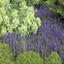 Ajuga reptans 'Purple Torch'