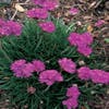 Engels gras (Armeria maritima 'Dusseldorfer Stolz')