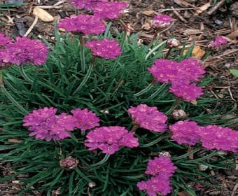 Engels gras (Armeria maritima 'Dusseldorfer Stolz')