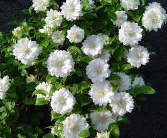 Bosrank (Clematis 'Duchess of Edinburgh')