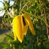 Bosrank (Clematis 'Orange Peel')