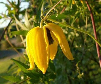 Bosrank (Clematis 'Orange Peel')