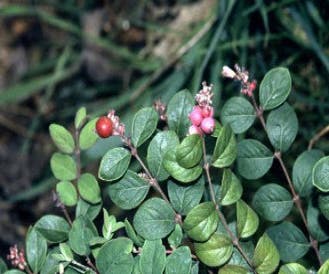 Sneeuwbes (Symphoricarpos chenaultii 'Hancock')