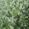 Gewone vogelkers, bosplantsoen (Prunus padus)