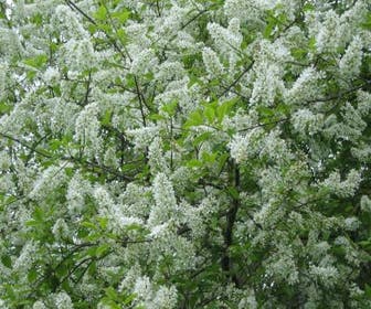 Gewone vogelkers, bosplantsoen (Prunus padus)