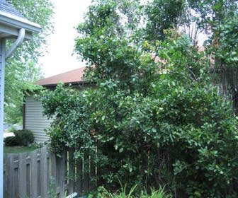 Wegedoorn (Rhamnus cathartica)