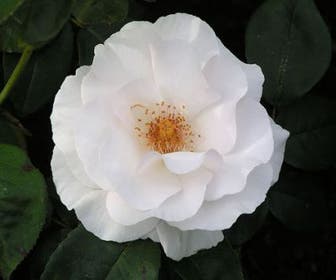 Trosroos (Rosa 'Maria Mathilda')