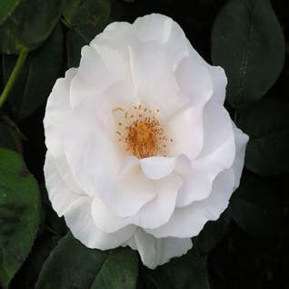 Trosroos (Rosa 'Maria Mathilda')