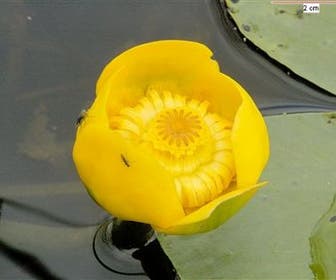Gele plomp (Nuphar lutea)