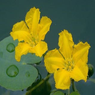 Watergentiaan (Nymphoides peltata)