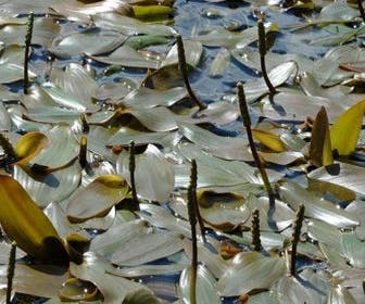 Drijvend fonteinkruid (Potamogeton natans)