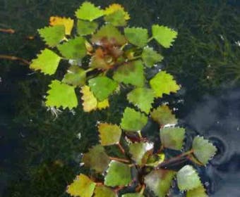Waternoot (Trapa natans)