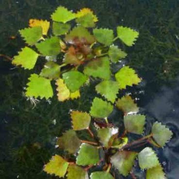 Waternoot (Trapa natans)