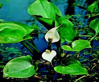 Slangenwortel (Calla palustris)