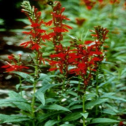 Rode scharlakenlobelia Waterlobelia (Lobelia cardinalis)