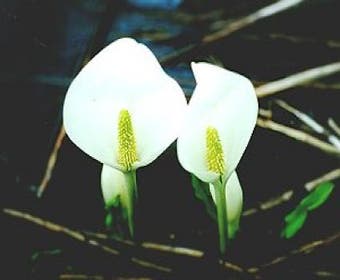Witte moerasaronskelk (Lysichiton camtschatcense)