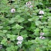 Watermunt (Mentha aquatica)