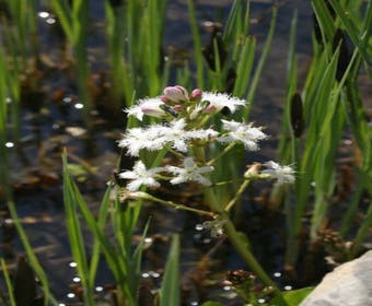 Waterdrieblad (Menyanthes trifoliata)