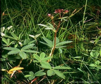 Wateraardbei (Potentilla palustris)
