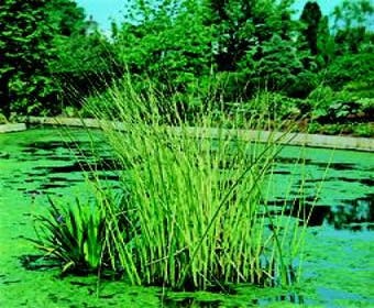 Bonte mattenbies (Scirpus lacustris 'Albescens')