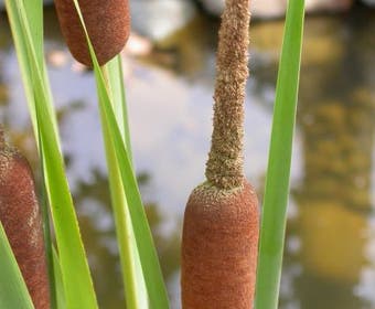 Kleine lisdodde (Typha angustifolia)