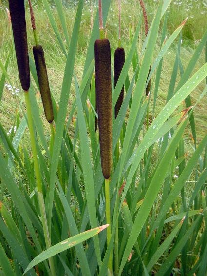 Grote lisdodde