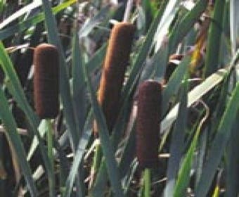 Bonte grote lisdodde (Typha latifolia 'Variegata')