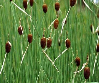 Kleinste lisdodde (Typha minima)