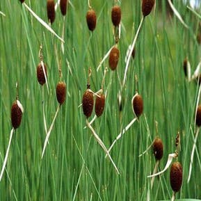 Typha minima