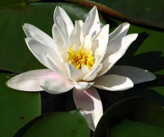 Waterlelie (Nymphaea 'Alba')