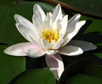 Waterlelie (Nymphaea 'Alba')