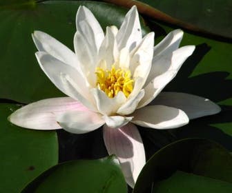 Waterlelie (Nymphaea 'Alba')