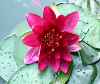 Waterlelie (Nymphaea 'Attraction')