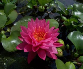 Waterlelie (Nymphaea 'Fire Opal')