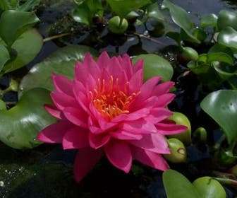 Waterlelie (Nymphaea 'Fire Opal')